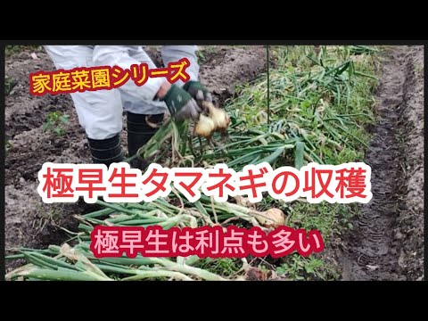 【極早生タマネギ収穫】極早生タマネギの栽培には、利点もあります【家庭菜園シリーズ】