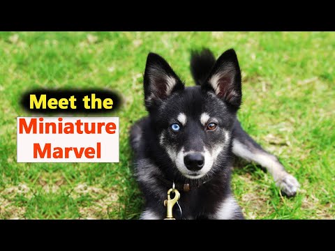 Alaskan Klee Kai - In 2 Minutes! Miniature, intelligent, energetic & aloof dog!