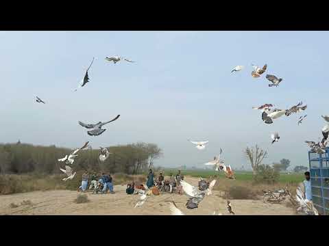 kabutar bazi /// pigeon show in South Punjab Pakistan🇵🇰🇵🇰🇵🇰🇵🇰