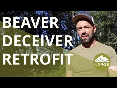 A Permaculture Retrofit of My Beaver Deceiver