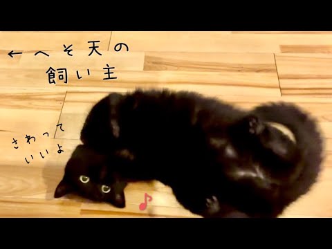 飼い主が床で寝るとマネしてゴロゴロし始める黒猫