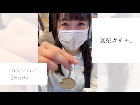 【豆柴】大当たり！可愛いガチャガチャを見つけてしまいました。 #shorts