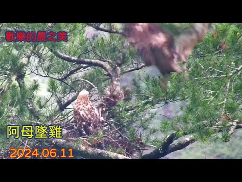 20240611 《歡樂的早安晨之美》《開心的淋雨》《新地圖解鎖》《伊布式墜雞法》