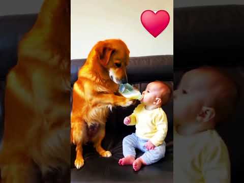 Dog care | Funny Dogs | Dog Training