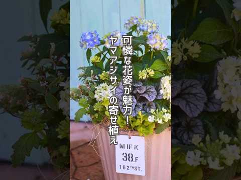 【可憐で可愛い】おしゃれなガクアジサイの寄せ植え #shorts #ガーデニング #初夏の花 #寄せ植え #アジサイ