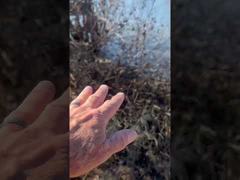 Flooded Bush Fishing Trick