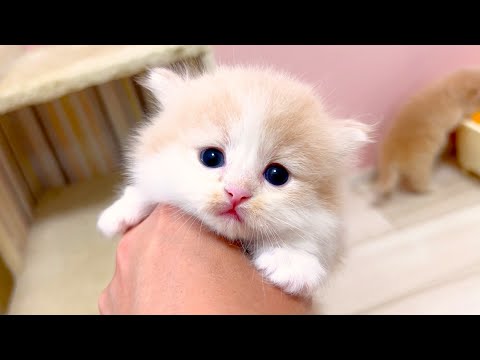 【マンチカンの子猫】お顔チェックで納得の可愛さな件 ～猫のいる生活Vol.1013～出産動画 マンチカン短足・ミヌエット・ペルシャ猫専門ブリーダー『ペット蔵人』【子猫の成長記録】