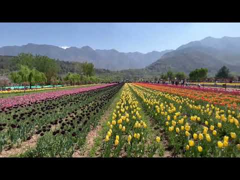 #kashmirdiaries  #tulip garden #srinagar #tulipfields