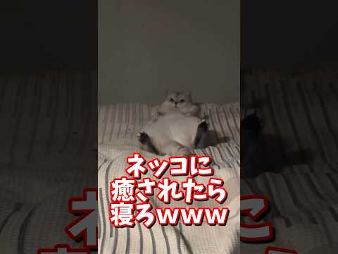 ネッコの動画で癒されたら寝ろｗｗｗ　#2ch #2ch動物スレ #2ch面白いスレ #動物 #犬 #猫 #癒やし #ねこ