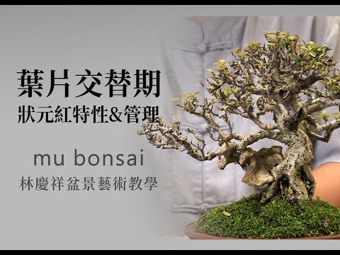 夏∣狀元紅葉片交替期的管理 火刺木 ◤林慶祥盆景藝術教學◢ Bonsai in Taiwan