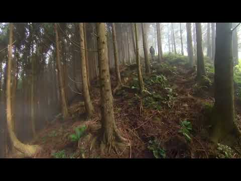 [Insta 360] Misty forest.蓬萊林道-迷霧篇  2024/11/10