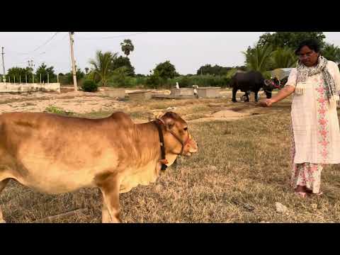 మన బాయి దగ్గర  పుంగనూరు ఆవు 🐄#cow #agriculture #farmer #raithu #bavi #farmhouse #farmerlife #love