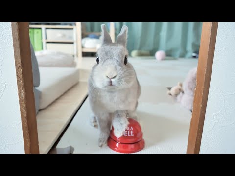 甲高い音で目を覚まし、寝室のふすまを開けてみるとベル連打で起床の合図を送ってたうさぎさんがいた