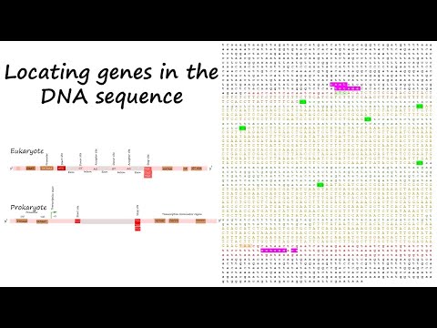 Gene prediction from DNA sequences, Tutorial