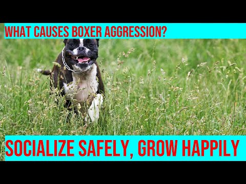 Preventing Boxer Aggression: Effective Strategies for Your Canine Companion