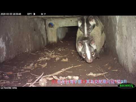 陽明山國家公園生態廊道系列 動物的二三事【白鼻心】