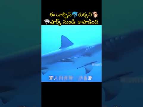 ఈ డాల్ఫిన్🐬కుక్కని🐕🦈షార్క్ నుండి  కాపాడింది👌 #shorts #facts