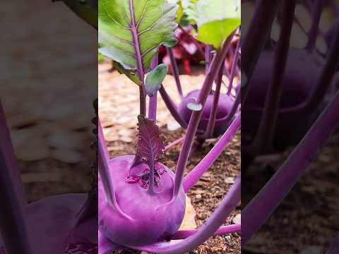 Vegetable Garden in Canada #shortsfeed #shortsviral #trending #vegetarianrecipes