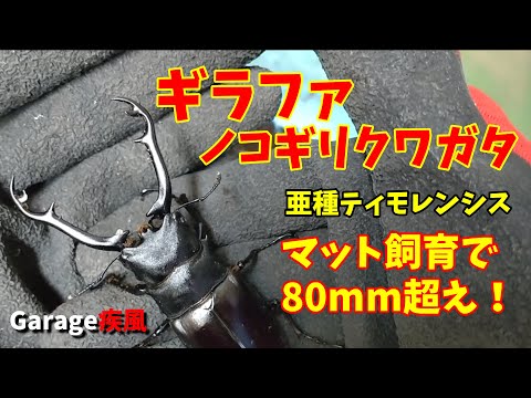 ギラファノコギリクワガタ　亜種ティモレンシス　マット飼育で大きな個体が羽化！　#クワガタ