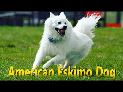 Frosty Furry Friend : American Eskimo Dog