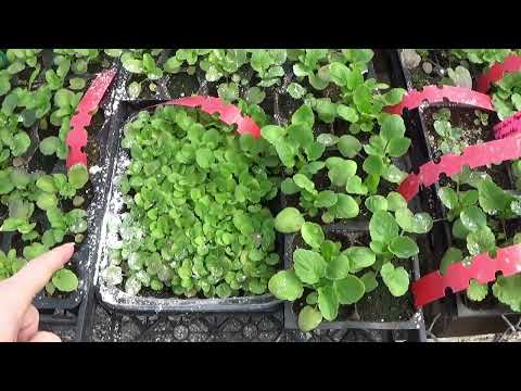 Touring The Old Greenhouse March 2023, How Are The Seedlings And Plants Growing