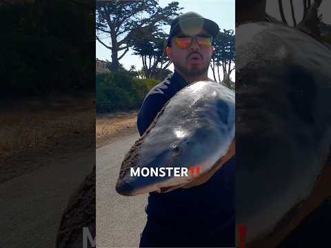 MONSTER Shark In The SF Bay Area‼️🦈 #bayarea #california #fishing #fish #shorts #trending #new #yt