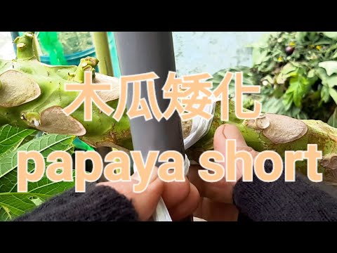 木瓜矮化 papaya short