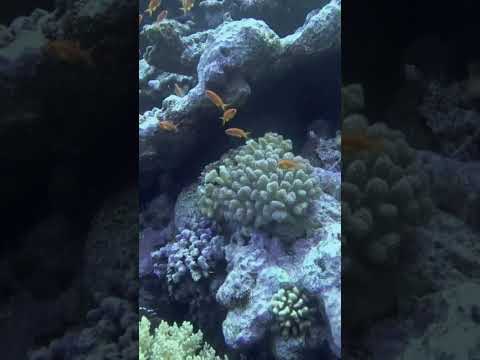 Beautiful school of aquarium fish #shorts #short