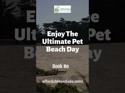 Enjoy the Ultimate Pet Beach Day