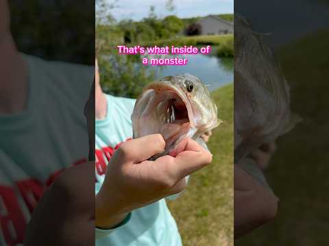 This PROVEN Bait SLAYS Largemouth Bass!! #shorts #fishing