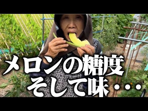 【今年で最後の栽培のメロンの食べ比べ】結果はやっぱり・・【ころたん】【アールスメロン】【四万十の初夏】