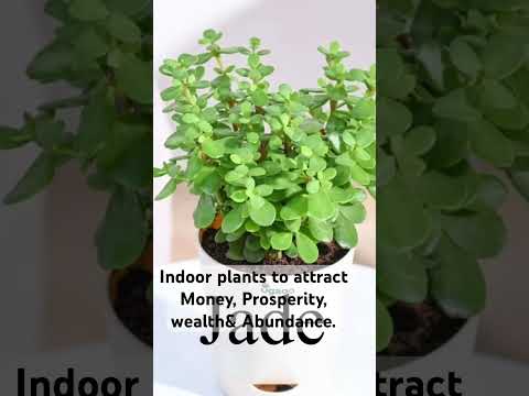 Indoor plants to attract Money, Abundance & Prosperity.    #plants #indoorplants #abundance #wealth