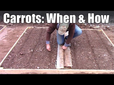 When and How to Plant Carrots