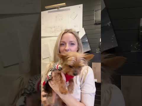 Office puppy in Christmas sweater!  #shorts #yorkie #yorkielife #smalldogbreeds