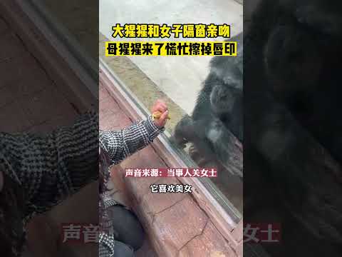 大猩猩与女游客隔窗亲吻，在看到母猩猩来后慌忙擦掉唇印，原来也是个“妻管严”！