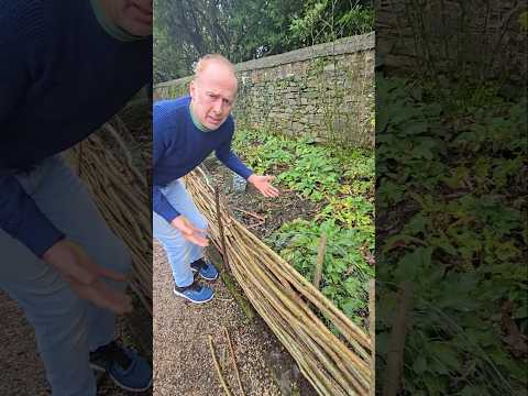 Comfrey (symphytum) #herbs #gardening #permaculture #adventure #explore #herbgarden #plants #garden