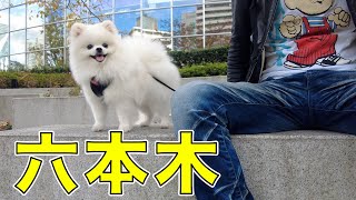 【東京散歩】愛犬と六本木ヒルズへ潜入