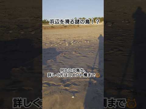 浜辺を滑る鳥！？？#shorts