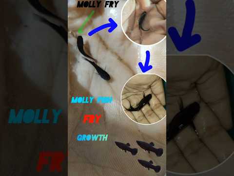 মলি মাছের বাচ্চা | Molly fish fry | Molly fry growth From baby to breeding stage#aquariumlife #pets