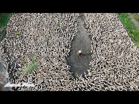 The Duck | How do giant flocks of laying ducks in Vietnam move?.Animals Plants