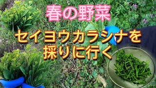 【 ０円食材 】 春の食材 山菜採り 道端 に 自生 する セイヨウカラシナ を採りに行く