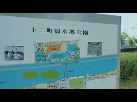 十二町潟水郷公園　氷見市　2018 6 4