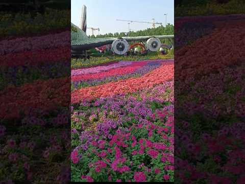 Dubai Miracle Gargen #garden #ytshorts #teluguvlogs #viral