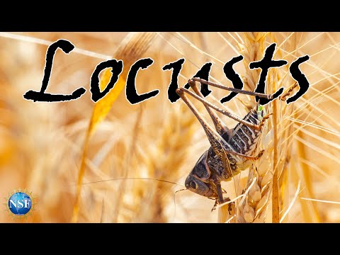 LOCUSTS 🦗| Docuseries [Episode 1]