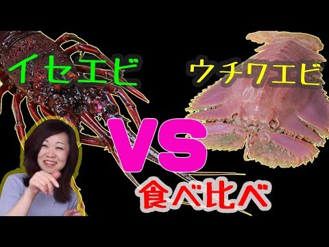 検証 味はイセエビ似と言われているウチワエビ！果たしてどっちが美味しいのか？lobster