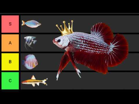 Ranking The BEST Aquarium Fish