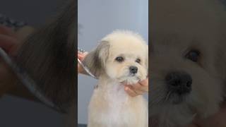 初トリミングで毛の色が変わってしまった子犬/Color changes in puppy’s fur. #shots