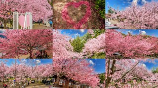 桃園復興 2022 拉拉山恩愛農場+楓墅休憩庭園+觀雲休憩農莊(富士櫻+昭和櫻)空拍紀錄拍攝作品(高畫質4K版本)