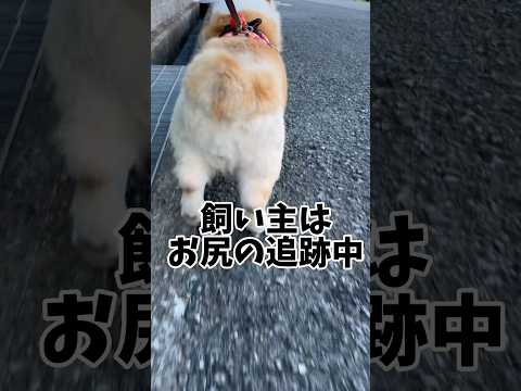 ぱんちゃんのおちりは大きなハート❤️いつもフリフリしながらお散歩中ww#犬動画 #わんこ動画 #コーギー #ウェルシュコーギー #いぬのいる生活 #ぱんちゃん #わんこ #いぬ #コーギー大好き