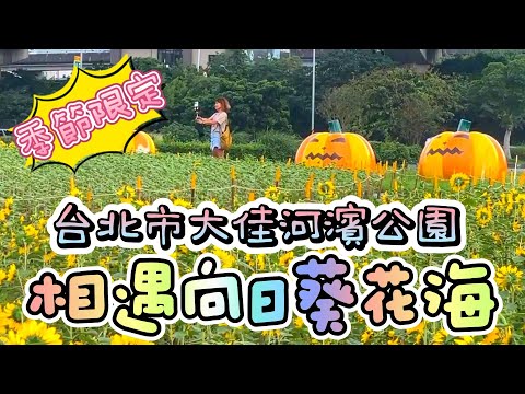 台北大佳河濱公園向日葵花海花季2023最新花況